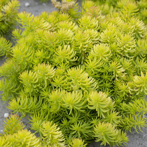 Sedum des rochers Angelina