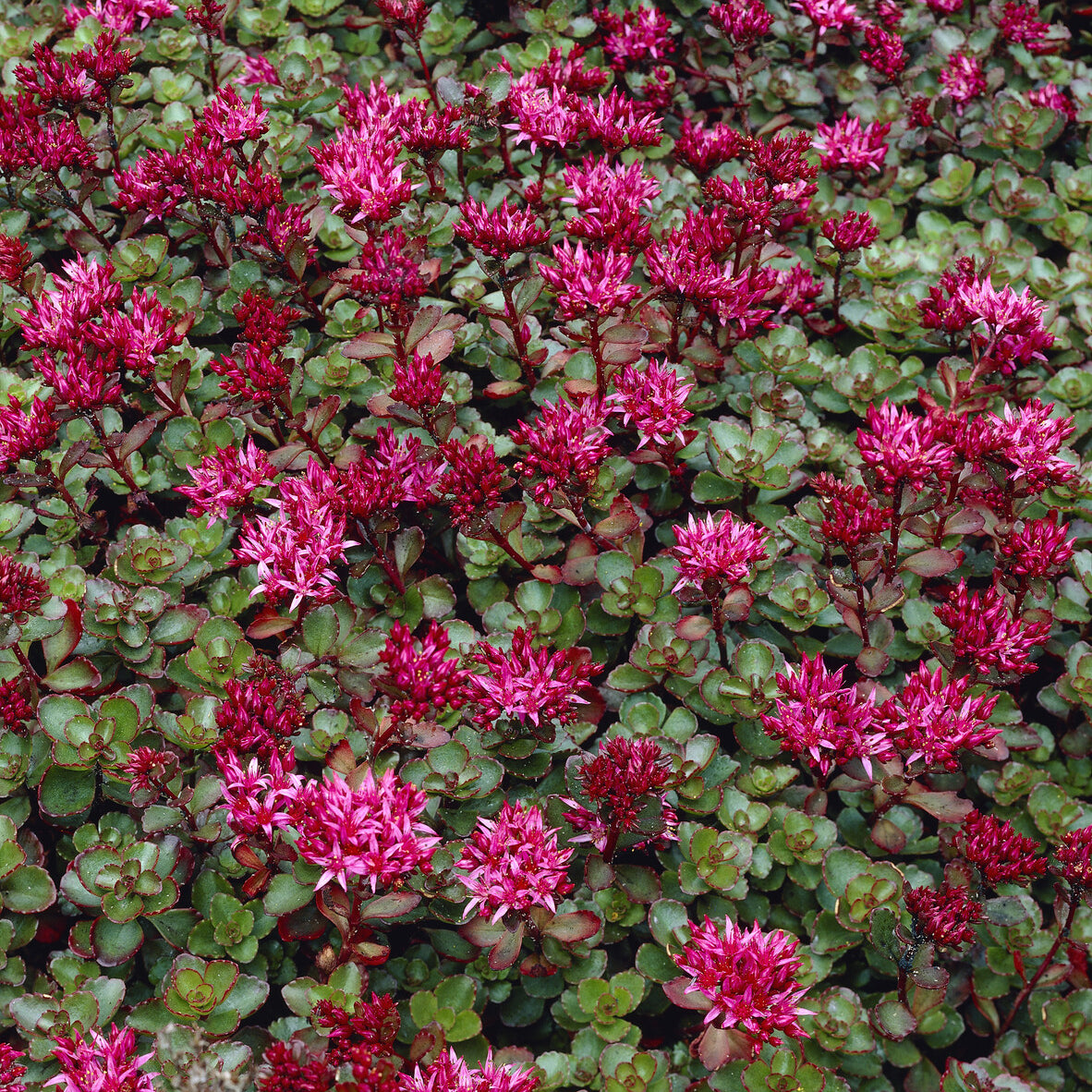 Sedum spurium Fuldaglut