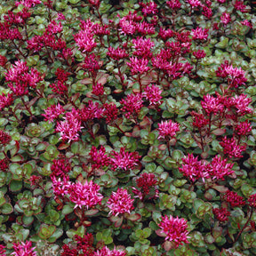 Sedum spurium Fuldaglut