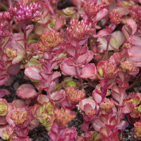 Sedum spurium Fuldaglut