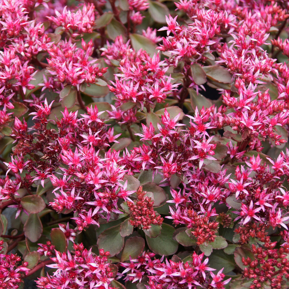 Sedum spurium Fuldaglut