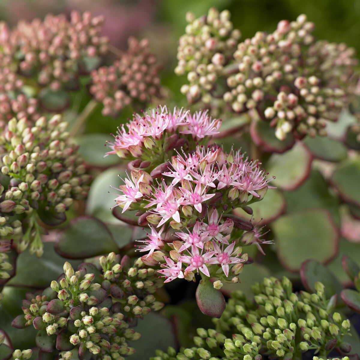 Sedum spurium Fuldaglut - Sedum spurium Fuldaglut - Willemse