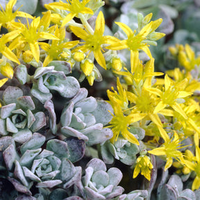 3 Sedum spatulé Purpureum