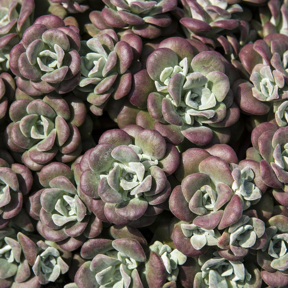 3 Sedum spatulé Purpureum