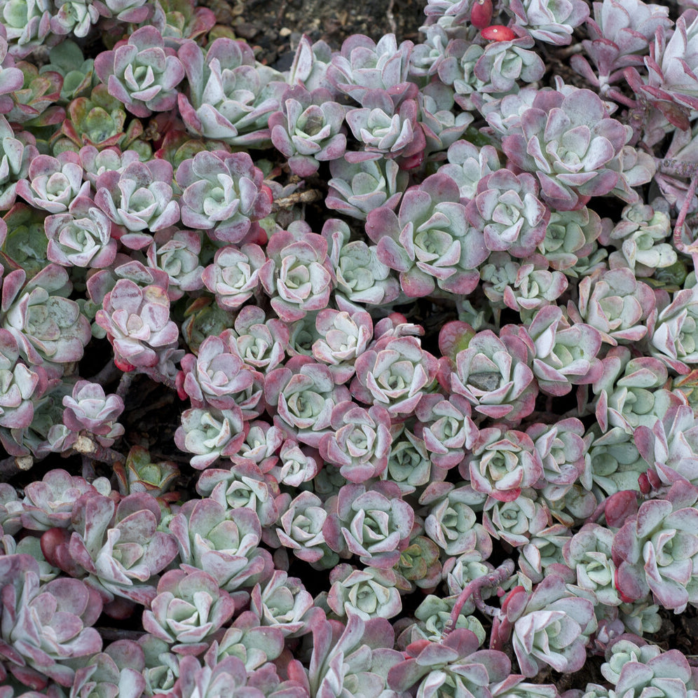 3 Sedum spatulé Purpureum