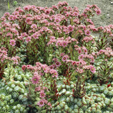 3 Joubarbes à toile d'araignée - Sempervivum