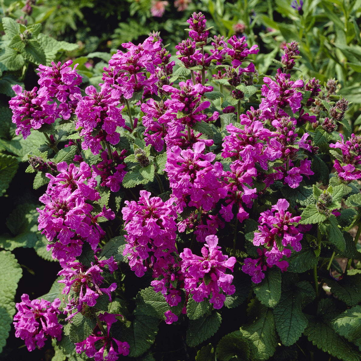 Epiaire à grandes fleurs Superba