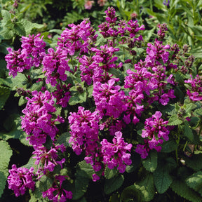 Epiaire à grandes fleurs Superba