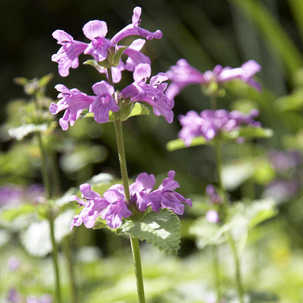 Epiaire à grandes fleurs Superba