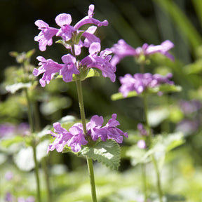 Epiaire à grandes fleurs Superba