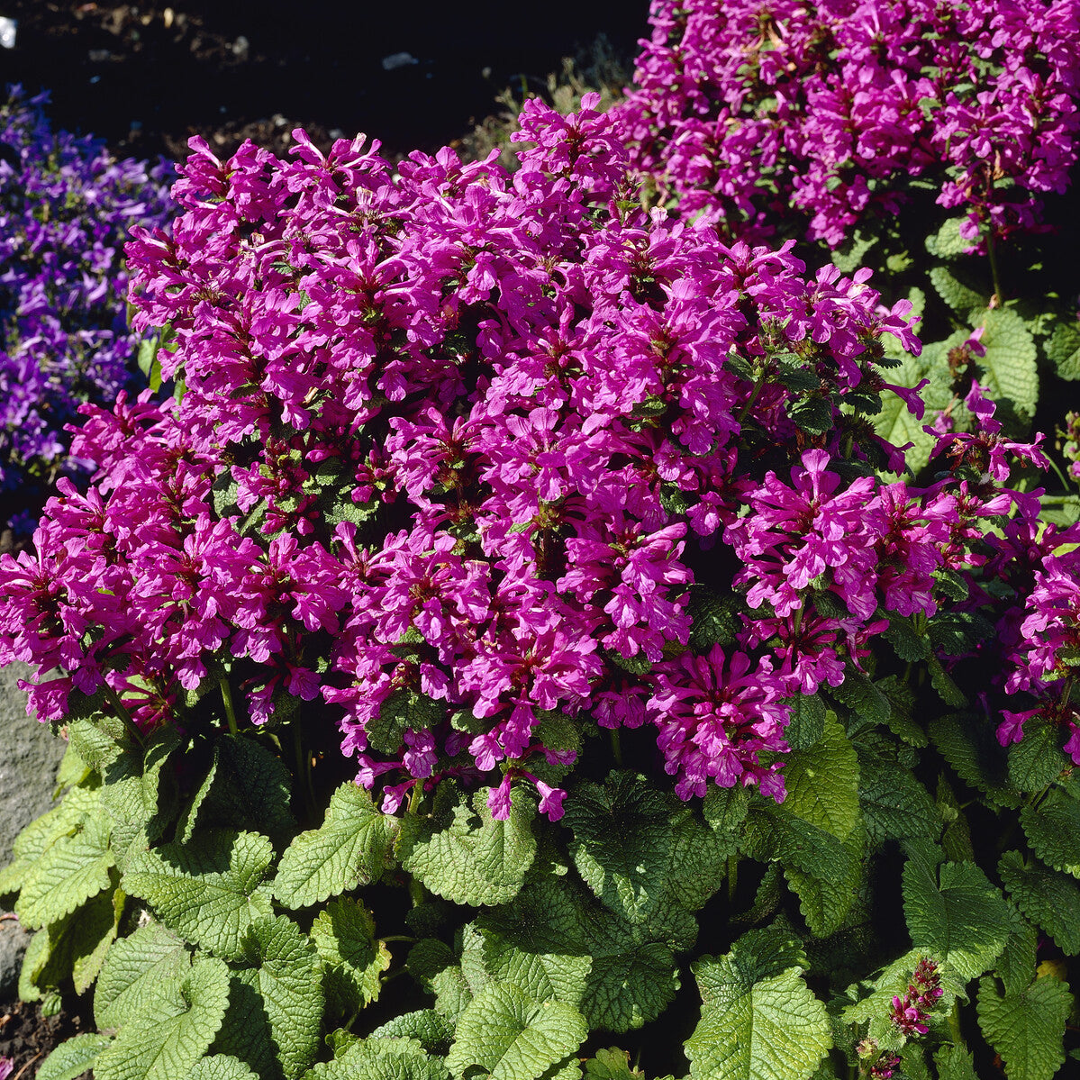 Epiaire à grandes fleurs Superba