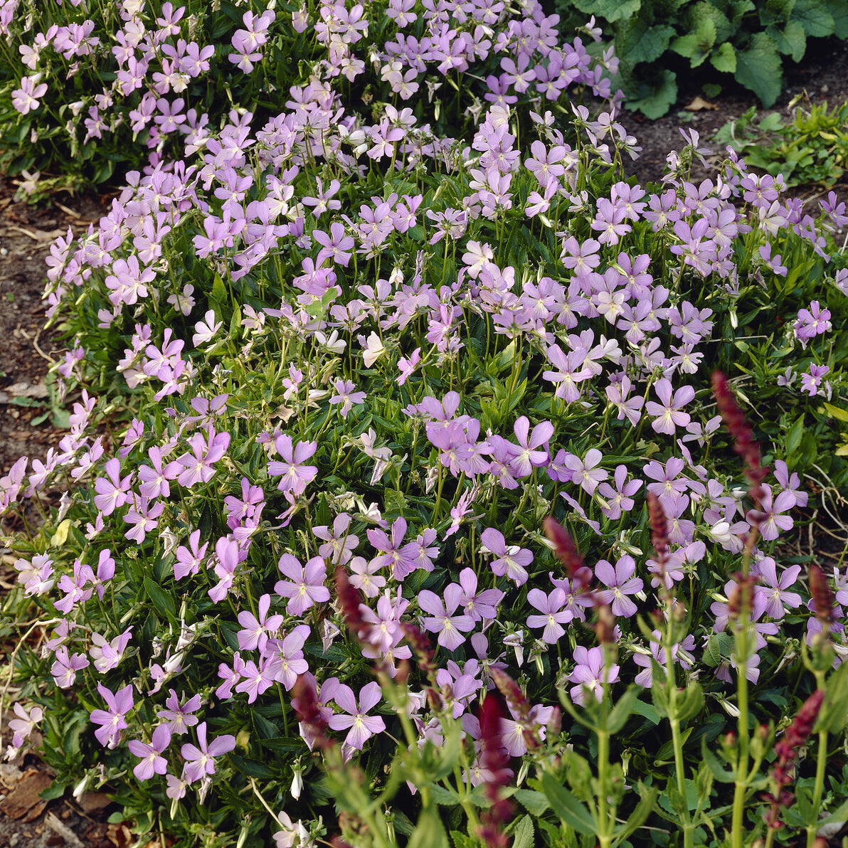 3 Violettes cornue Boughton Blue - Pensée