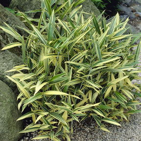 bambou - Phyllostachys - Bambou nain panaché - Pleioblastus fortunei variegata