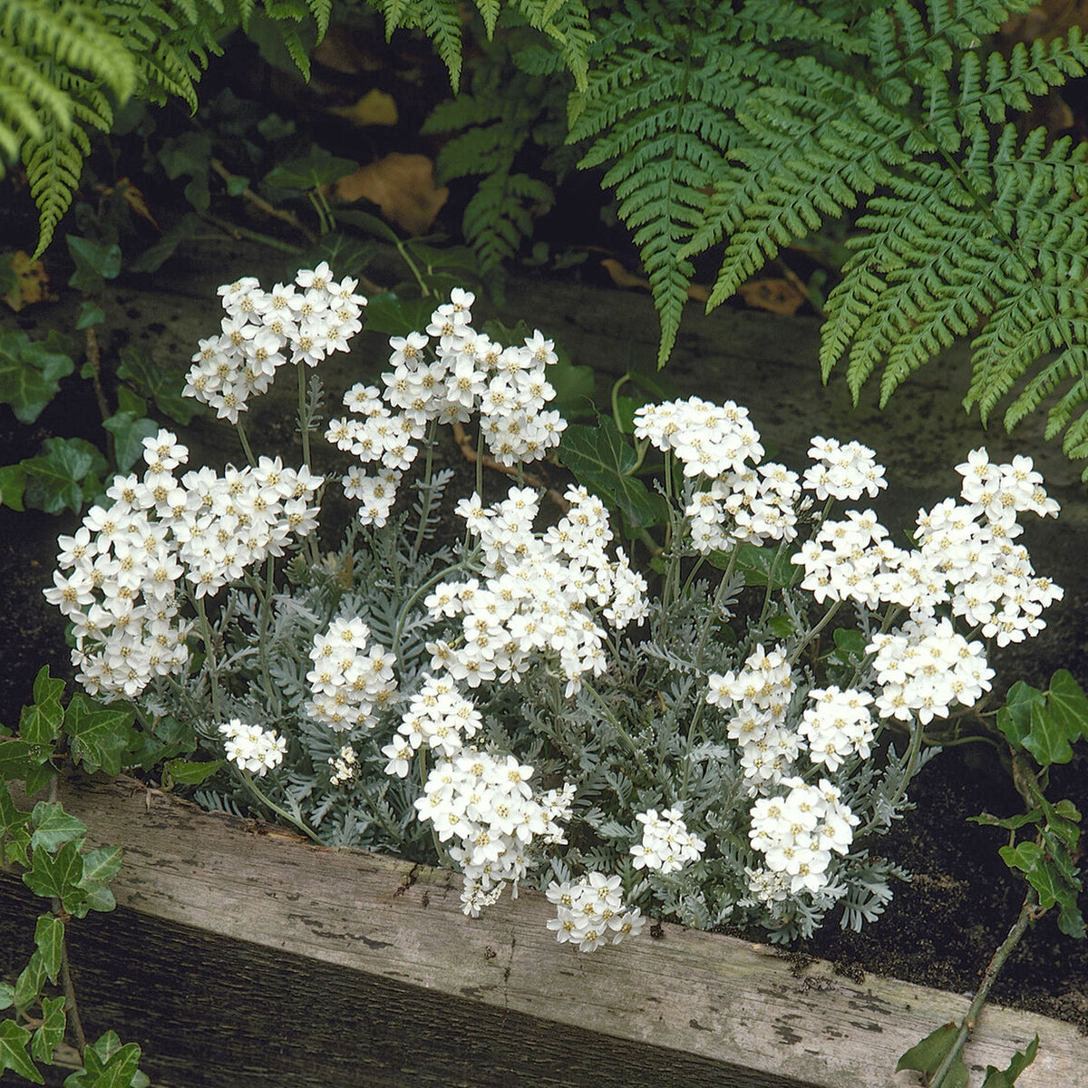 Achillée en ombelle - Achillea umbellata - Willemse