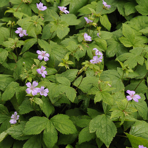 Géranium vivace noueux