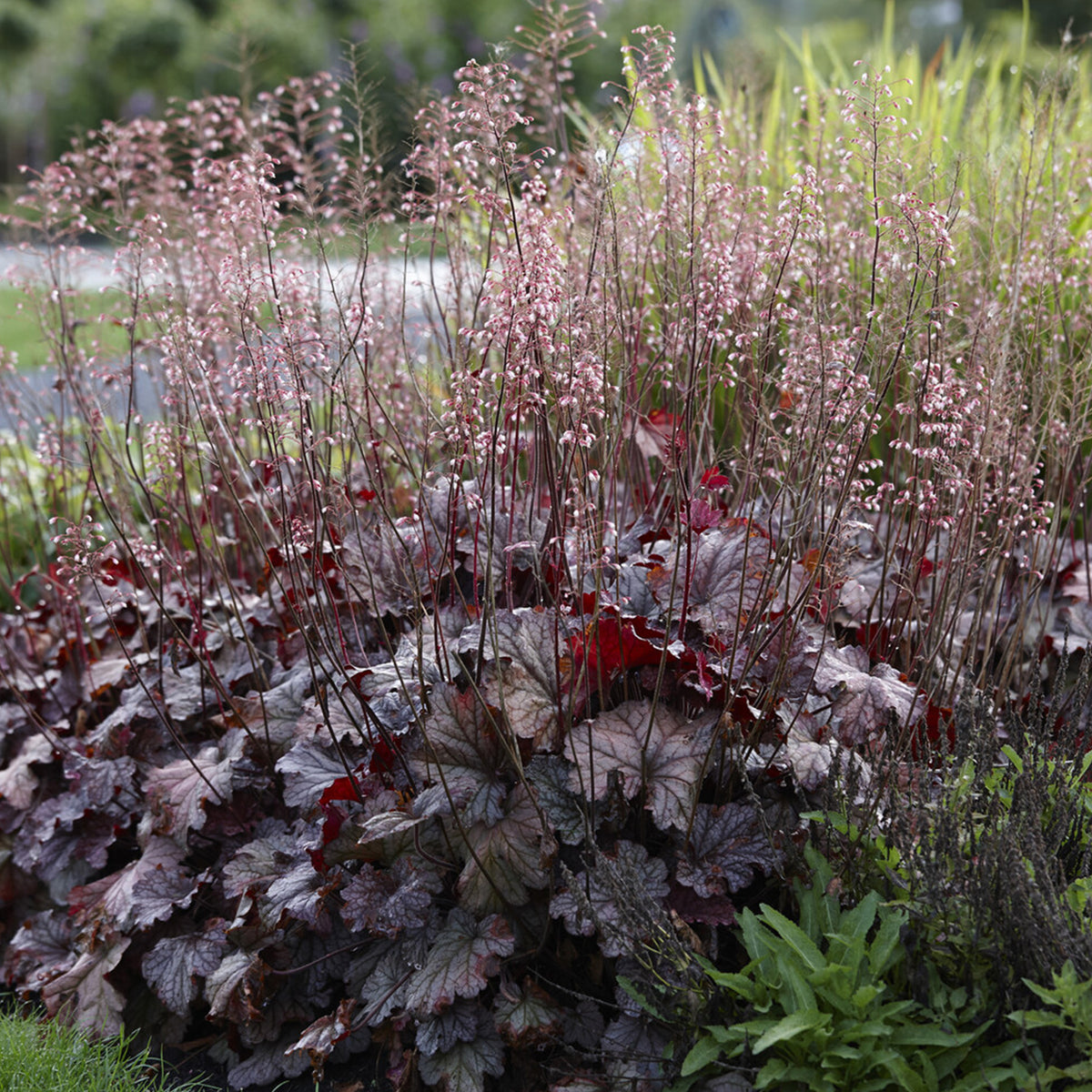 Heuchère Berry Smoothie - Heuchera berry smoothie - Willemse