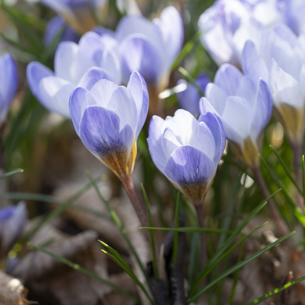 10 Crocus Blue Pearl