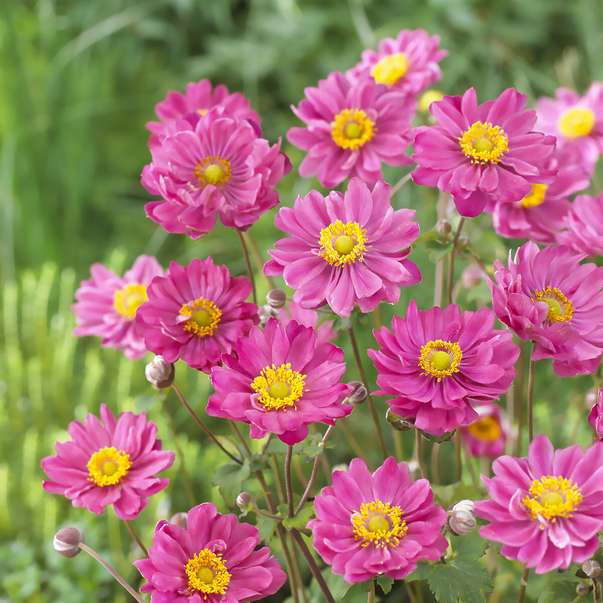 Anémone du Japon Margarete - Anemone hybr. Margarete - Willemse