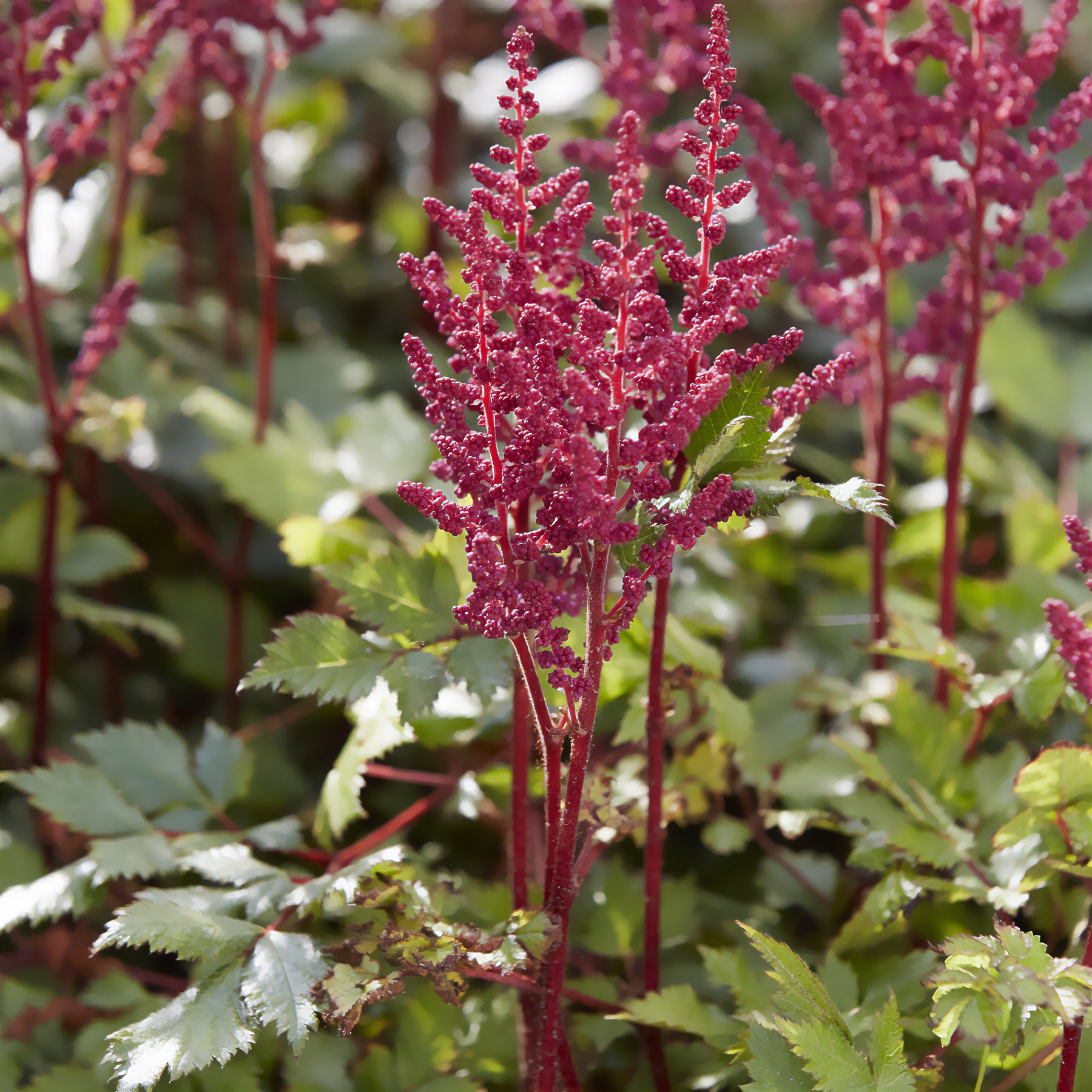 Astilbe vision in Red - Willemse