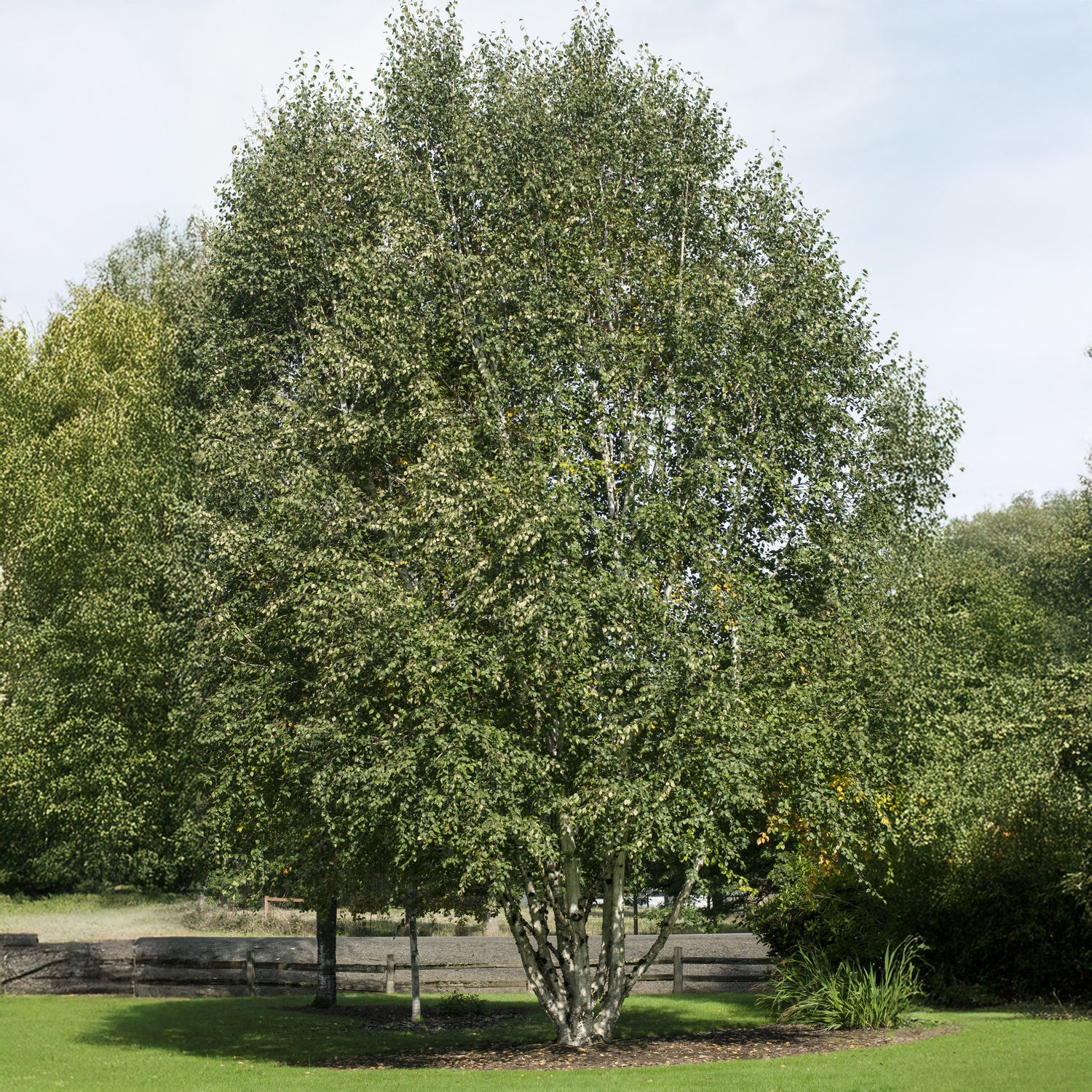 Betula utilis jaquemontii Doorenbos - Bouleau de l'Himalaya Doorenbos - Bouleau