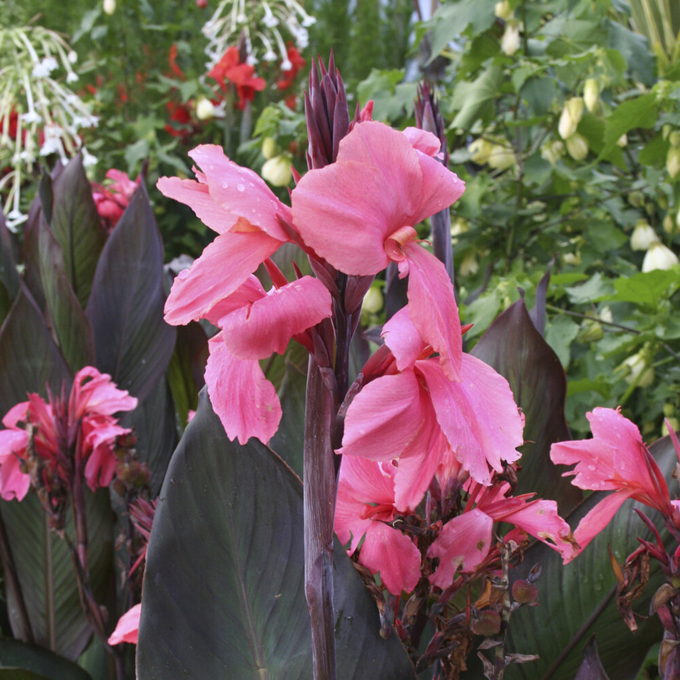 2 Canna indica Pink Futurity - Willemse