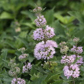 Caryopteris Stephi® Rose - Caryopteris clandonensis Stephi ® rose - Willemse