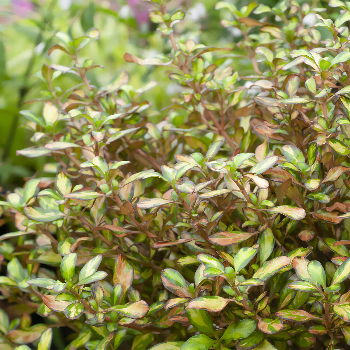 Coprosma Evening Glow - Coprosma Evening Glow - Willemse