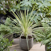 Cordyline australis Lime Passion® - Willemse