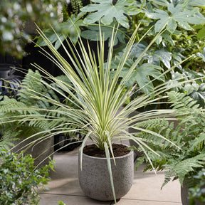 Cordyline australis Lime Passion® - Willemse