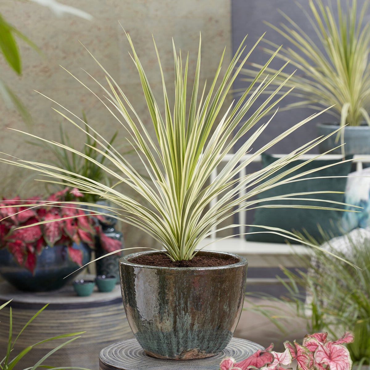 Cordyline australis Lime Passion® - Cordyline australis Lime Passion® - Willemse