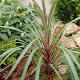 Cordyline australis Sundance® - Willemse