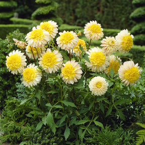 Dahlia Polka - Dahlia Polka - Willemse