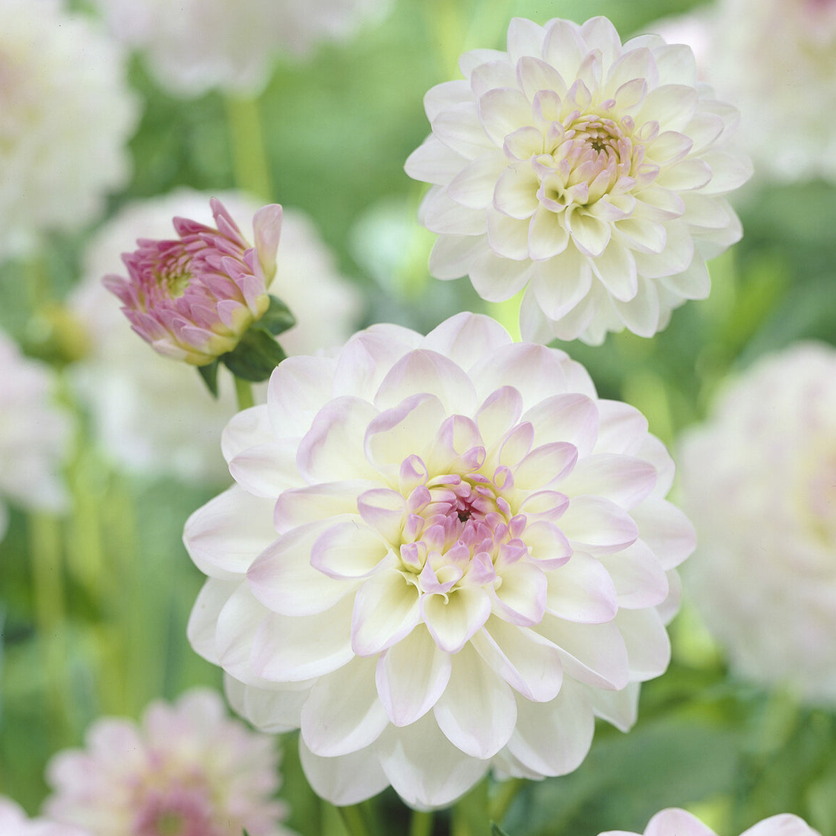 Dahlia Ball Evelyne - Dahlia Ball Evelyne - Willemse