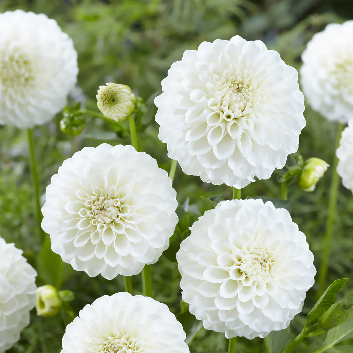 3 Dahlias Boom Boom White - Dahlia Boom Boom White - Willemse