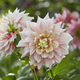 Dahlia à grandes fleurs Break Out - Willemse