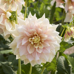 Dahlia Break Out - Dahlia à grandes fleurs Break Out - Dahlia