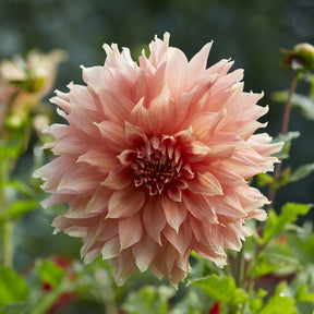 Dahlia géant Fairway Spur - Dahlia Fairway Spur - Willemse