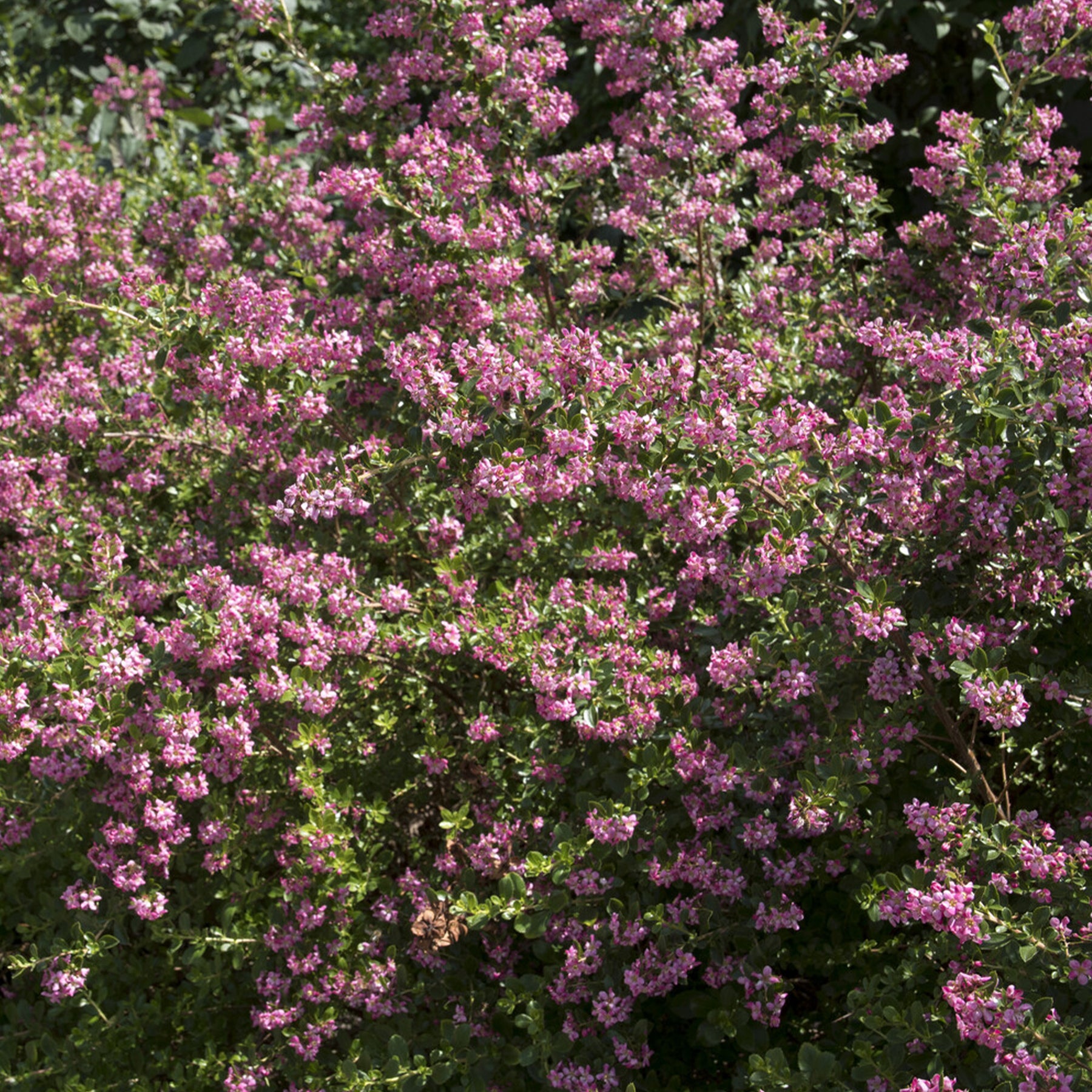 Escalonia Donard Seedling - Willemse