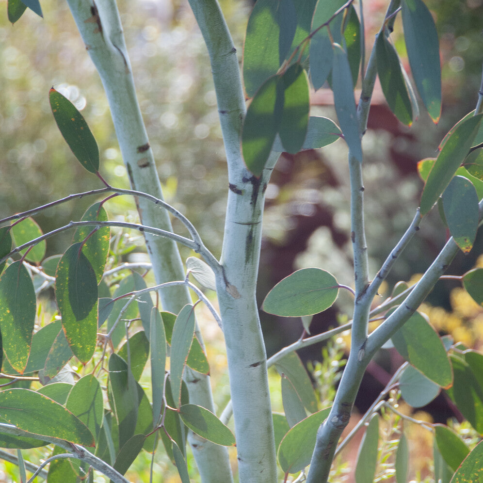 Eucalyptus gunnii Blue Ice - Willemse