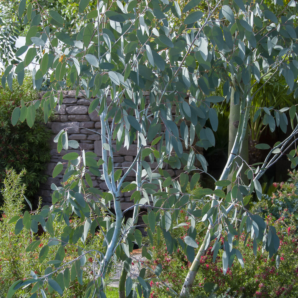 Eucalyptus gunnii Blue Ice - Eucalyptus gunnii Blue ice - Willemse