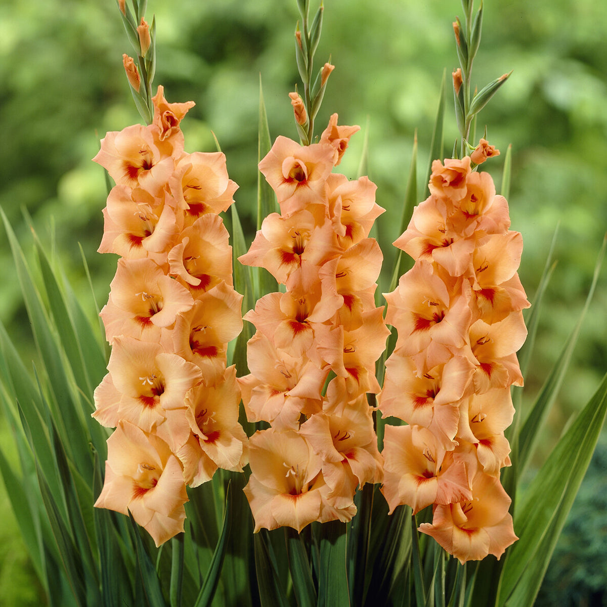 25 Glaïeuls Peter Pears - Gladiolus Peter Pears - Willemse