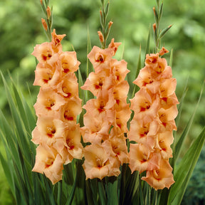 25 Glaïeuls Peter Pears - Gladiolus Peter Pears - Willemse