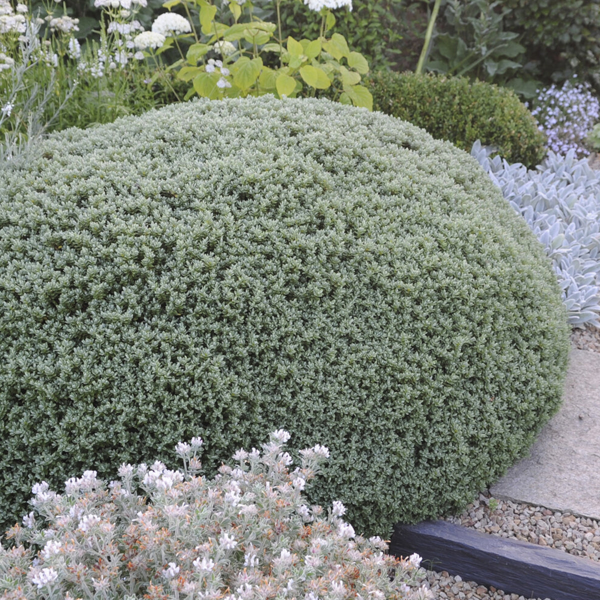 Véronique arbustive Sutherlandii - Hebe - Willemse