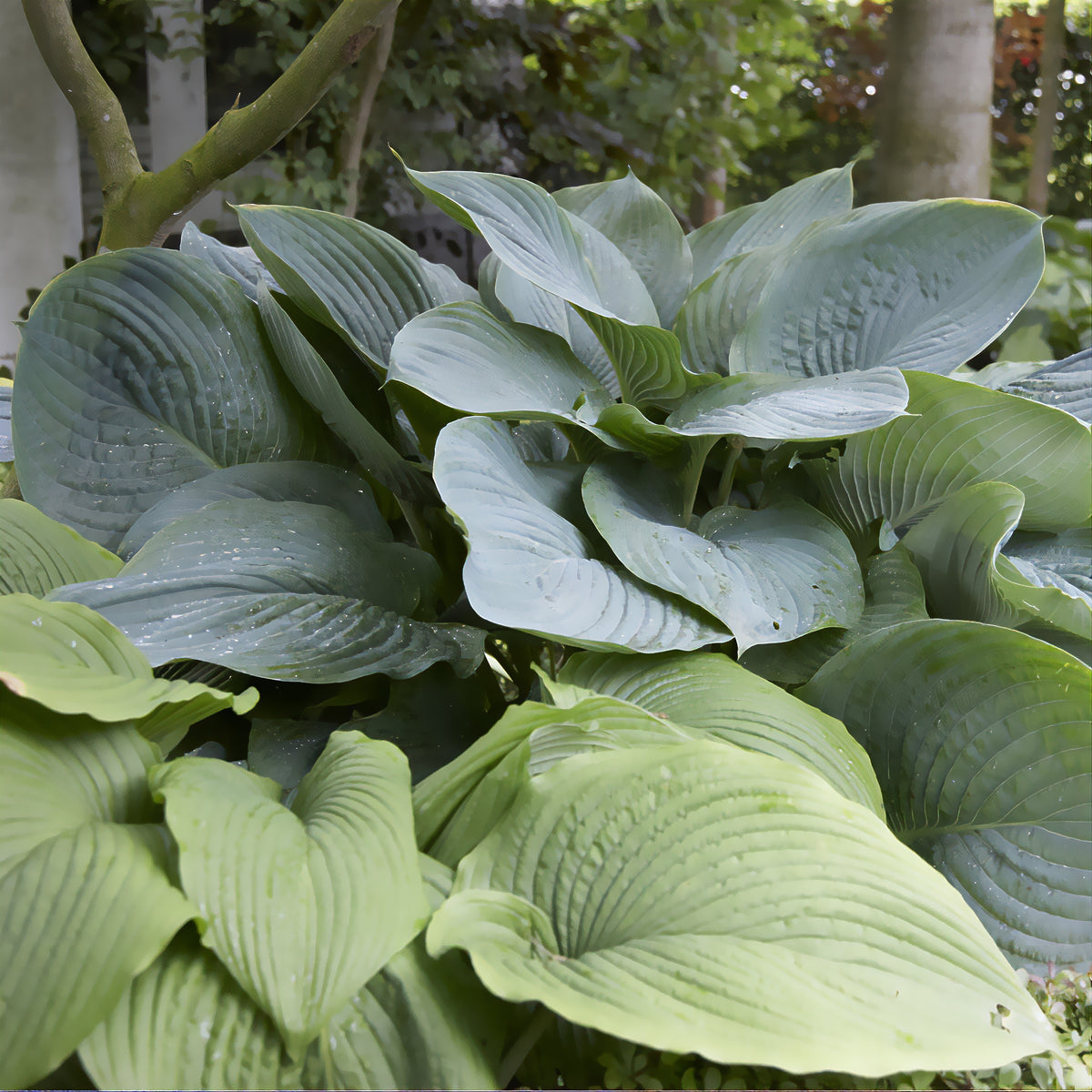 Hosta Empress Wu - Willemse