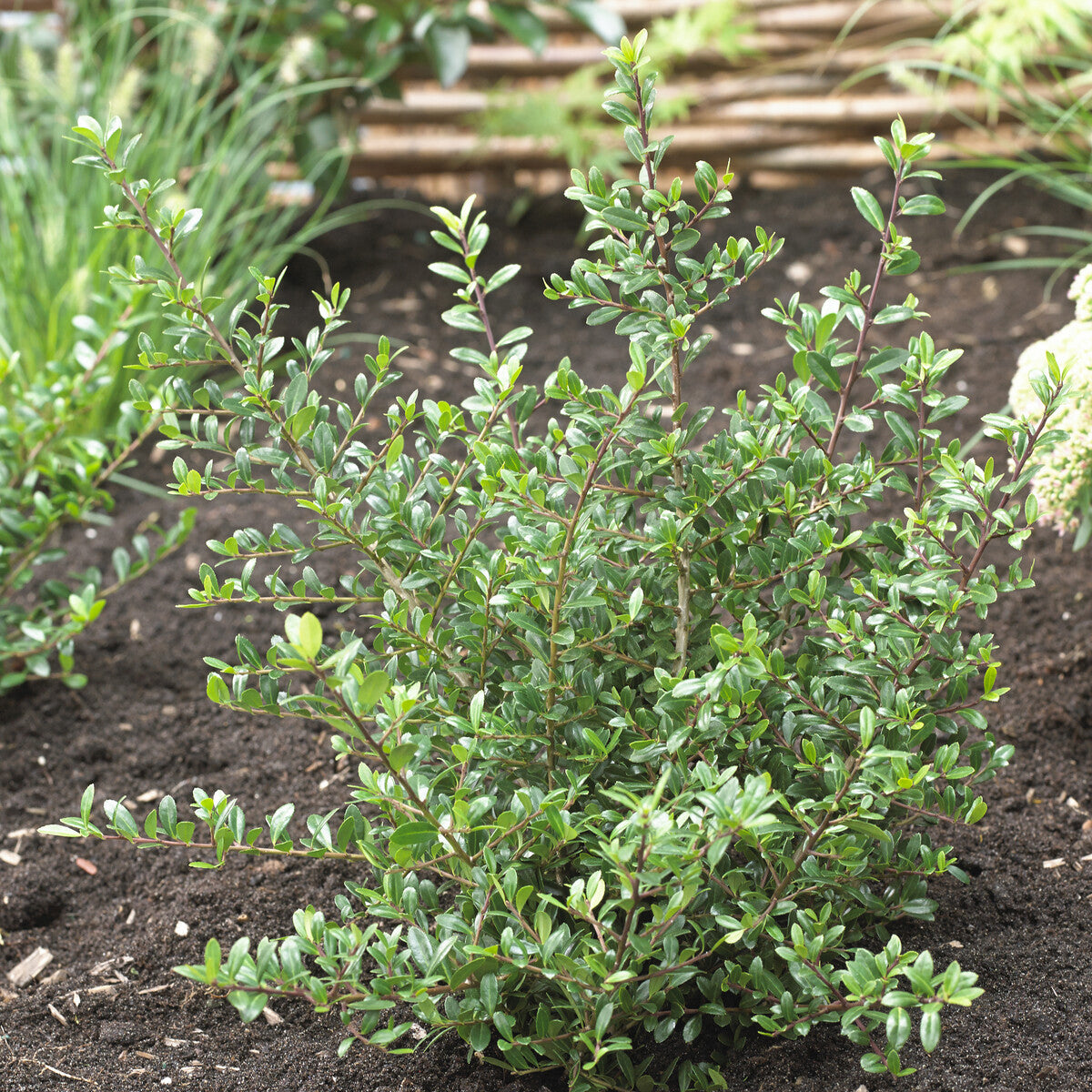 Houx crénelé nain Stokes - Ilex crenata Stokes - Willemse