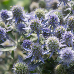 Panicaut à feuilles planes Blue Hobbit - Willemse