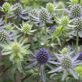 Panicaut à feuilles planes Blue Hobbit - Eryngium planum Blue Hobbit - Willemse