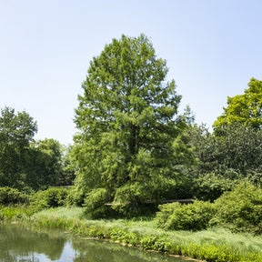 Taxodium distichum - Cyprès chauve - Conifères