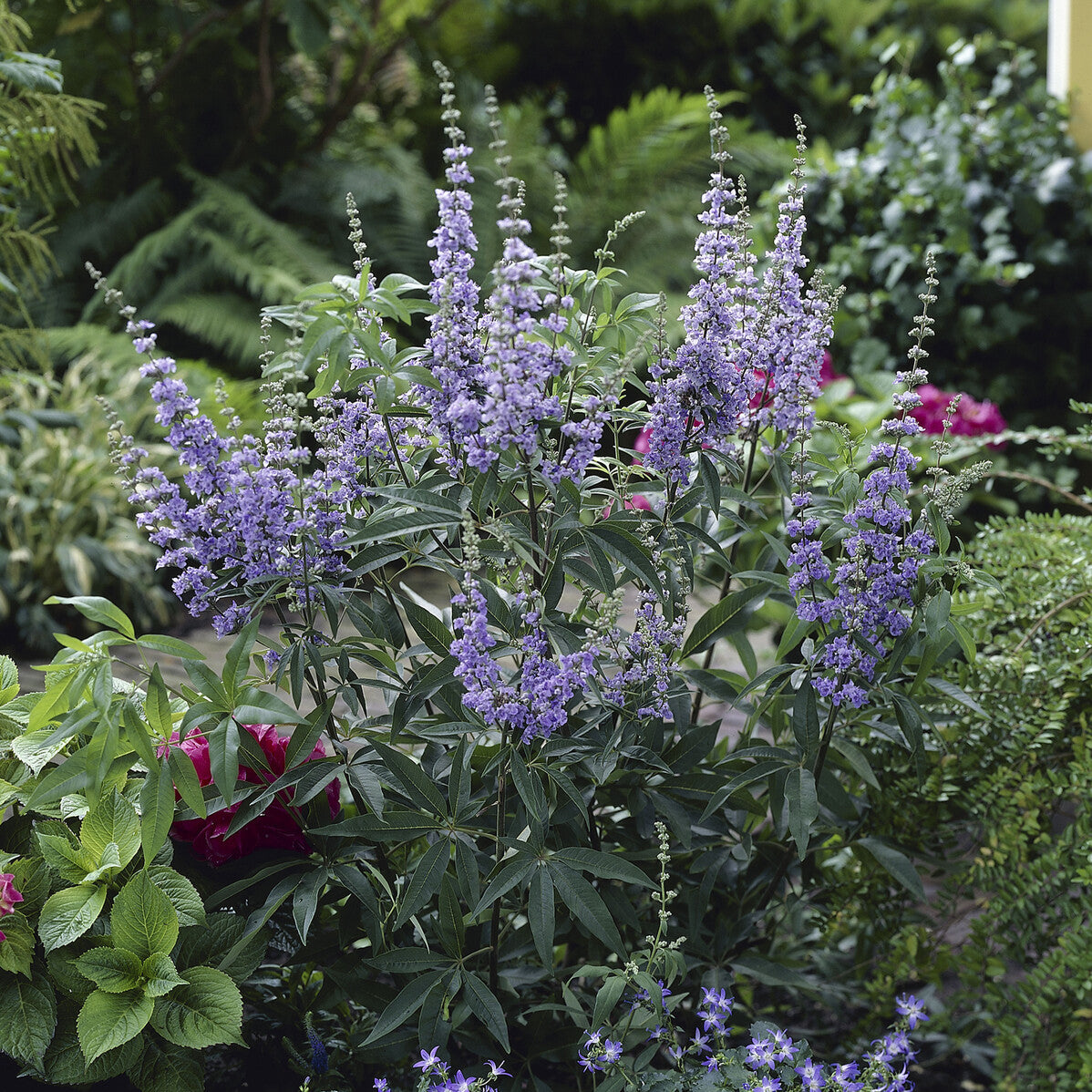 Gattilier à grandes feuilles - Vitex agnus-castus Latifolia - Willemse