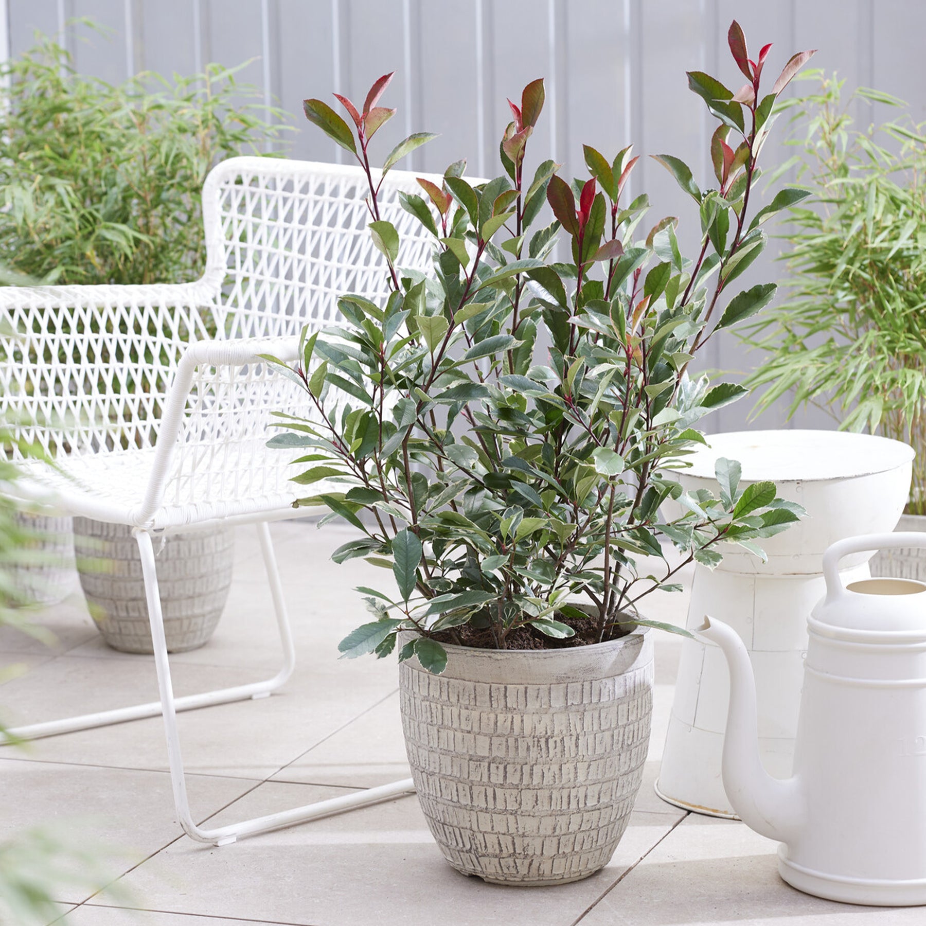 Vente Photinia fraseri Louise - Photinia x fraseri Louise